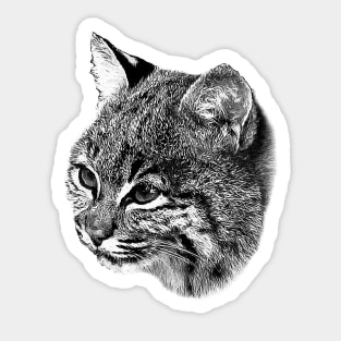 Bobcat cub Sticker